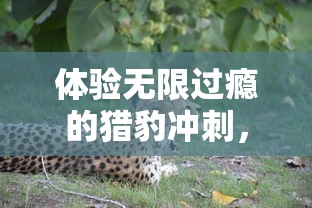 体验无限过瘾的猎豹冲刺，全新模拟猎豹无限金币版彻底改变游戏体验