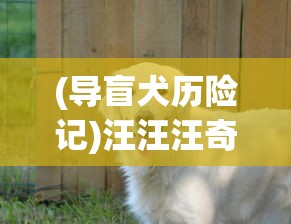 (导盲犬历险记)汪汪汪奇迹再现：细数历年全球导盲犬逆袭故事中的感人时刻