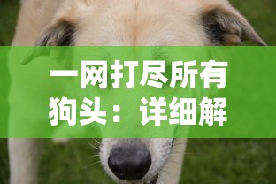 (暴走无双下架了吗)暴走无双，探讨游戏现状与玩家体验