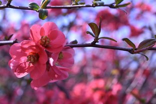 (《聪明的一休》全集国语)聪明的一休是一部深受广大观众喜爱的日本经典动画片，改编自禅宗故事，讲述了聪明机智的小和尚一休在寺庙中经历的种种趣事。以下是根据聪明的一休全集补充的内容，并从多元化方向进行分析介绍，同时提出相关问题以及常见问答（FAQ）。