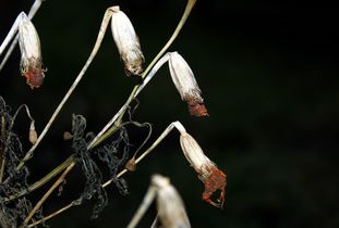 (消解压力的方法)探索解压消花朵：释放压力、绽放心灵的自然疗愈之道