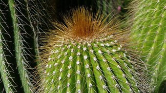 (植物大战僵尸ol羊驼)植物大联盟羊驼，生态保护与可持续发展的新视角