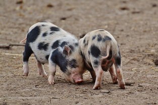 (搜仙记是什么类型的书籍)搜仙记是一部融合了仙侠、奇幻、武侠等多种元素的小说。该书以古代神话传说为背景，讲述了一个充满奇幻色彩的仙侠世界。本文将从以下几个方面对搜仙记进行介绍和分析。