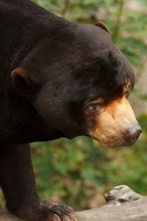 (捕梦猫黑暗之城如何解锁)探索捕梦猫，黑暗之城——游戏深度解析与常见问题解答