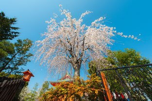 (森之国度树缘典礼花费)森之国度树缘典礼，自然与文化的交融