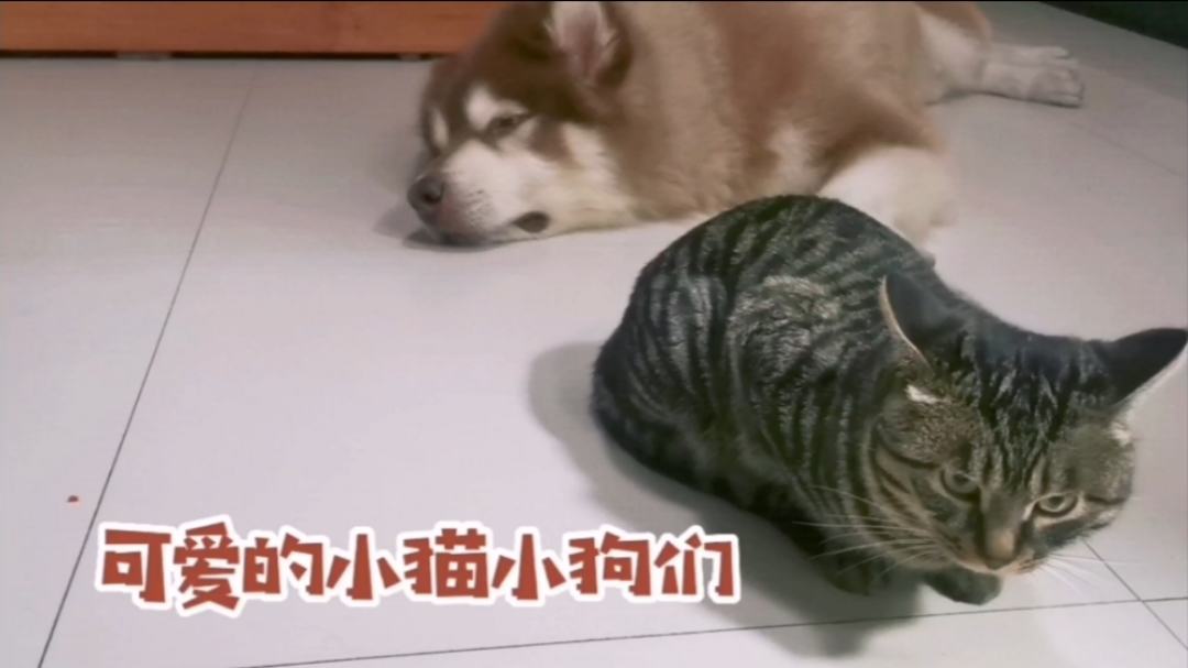 猫猫狗狗一起玩游戏安卓版下载-猫猫狗狗一起玩手机版汉化版（暂未上线）v.2.34